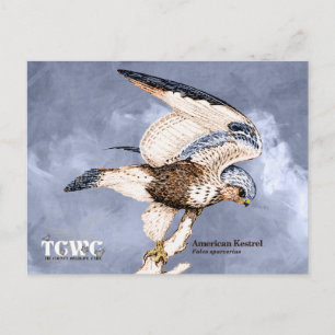 Cartão Postal TCWC - Ilustração Kestrel Americana com Logotipo