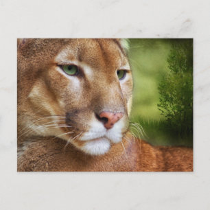 Cartão Postal TCWC - Puma Mountain Lion Art