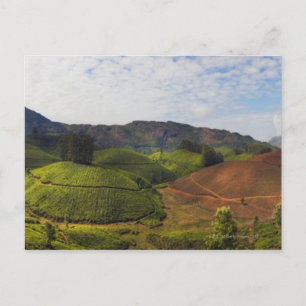 Cartão Postal Tea Plantation Kerala estado Índia