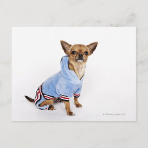 Cartão Postal Teacup Chihuahua