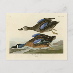 Cartão Postal Teal de asa azul das Aves da América de Audubon