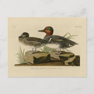 Cartão Postal Teal de asa verde americana do pássaro de Audubon