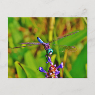 Cartão Postal Teal Rainbow Dragonfly