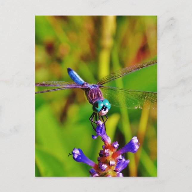 Cartão Postal Teal Rainbow Dragonfly (Frente)
