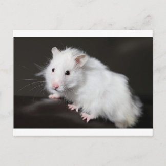 Cartão Postal Teddy Bear Hamster