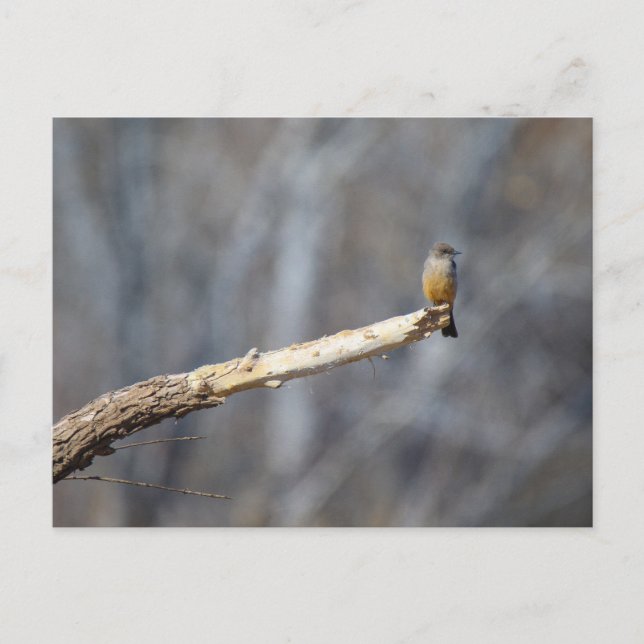 Cartão Postal Teenie Tiny (Frente)