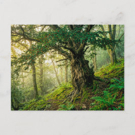 Cartão Postal Teixo antigo com bagas vermelhas da floresta