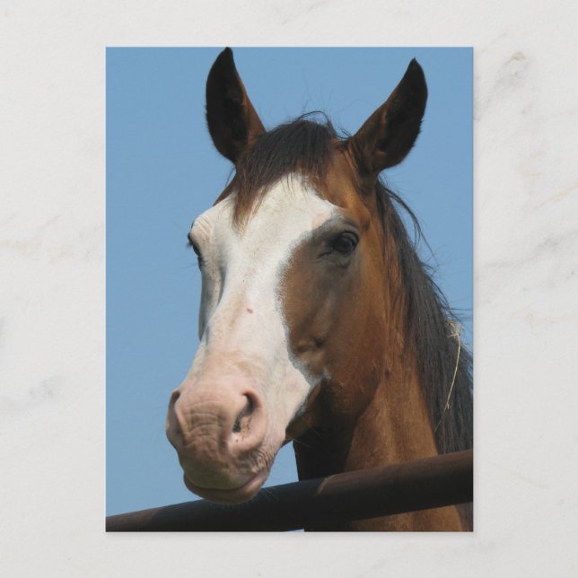 Cartão Postal Tem alguma cenoura? (Frente)