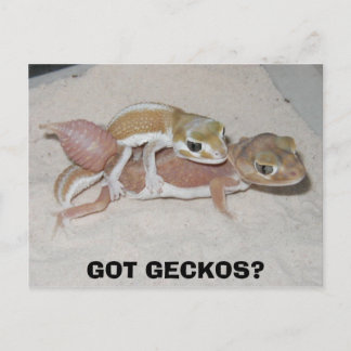 CARTÃO POSTAL TEM GECKOS?