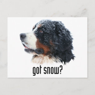 Cartão Postal tem neve? Cachorro da Montanha Bernese