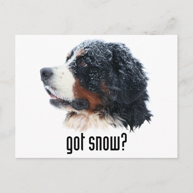 Cartão Postal tem neve? Cachorro da Montanha Bernese (Frente)