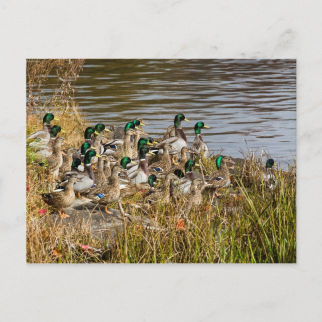 Cartão Postal Tem Patos? (Frente)