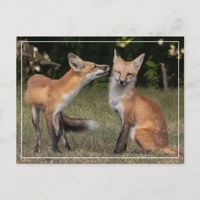 Cartão Postal Tem Uma Casa? (Frente)