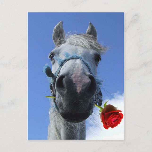 Cartão Postal tema de amor de cavalo e rosa (Frente)