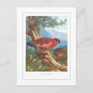 Cartão Postal Temminck's Tragopan