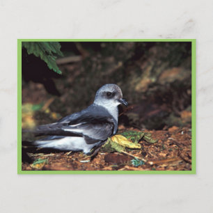 Cartão Postal Tempestade de garfo Petrel, Rua
