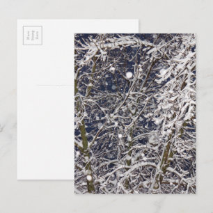 Cartão Postal Tempestade de Nevasca Invernal Árvore Nevada Fotog