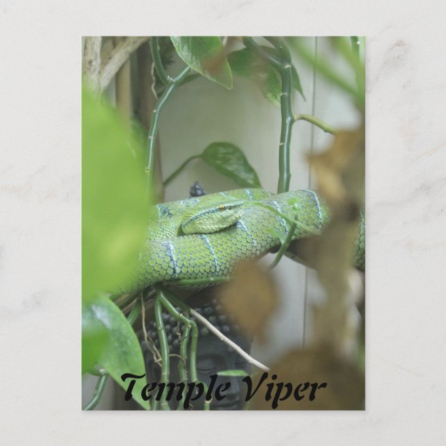Cartão Postal Temple Viper (Frente)