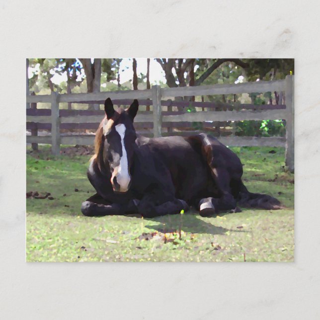 Cartão Postal Tempo da sesta dos cavalos (Frente)