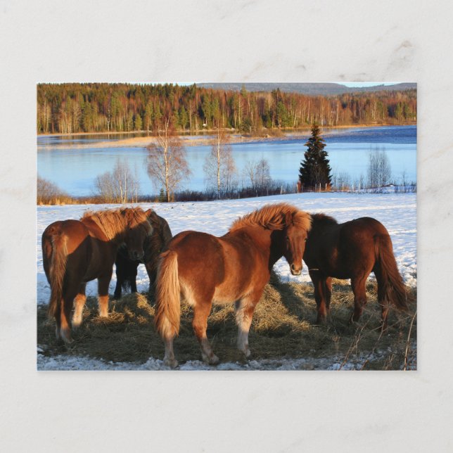 Cartão Postal Tempo de alimentação (Frente)