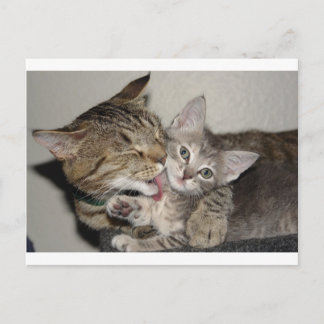 Cartão Postal Tempo de Banho