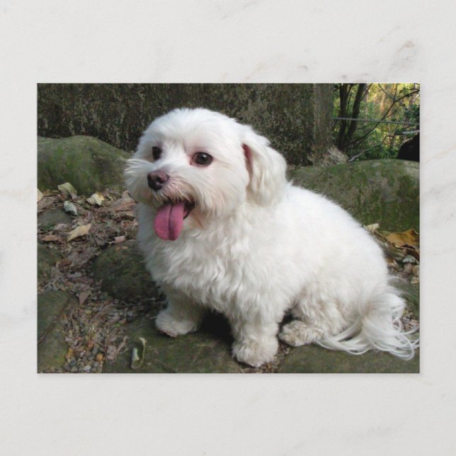 Cartão Postal Tempo de interrupção (Frente)