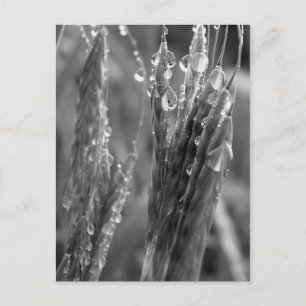 Cartão Postal Temporada de colheita