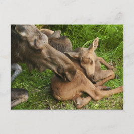 Cartão Postal Tender Madre Moose