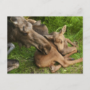 Cartão Postal Tender Madre Moose