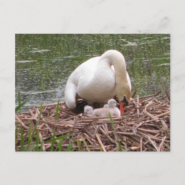 Cartão Postal Tending to Babies Postcard (Frente)