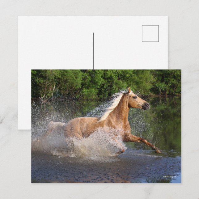 Cartão Postal Tennessee Walker Correndo Através da Água (Frente/Verso)