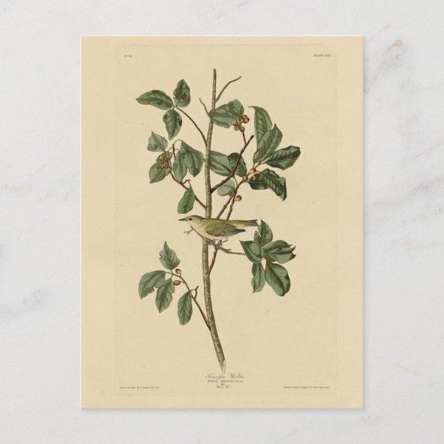 Cartão Postal Tennessee Warbler, das Aves da América de Audubon (Frente)