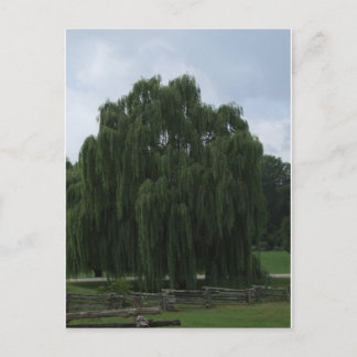 Cartão Postal Tennessee Willow Tree