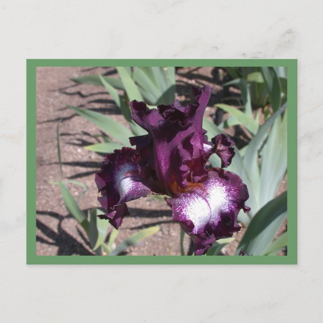 Cartão Postal Tennision Ridge (Frente)