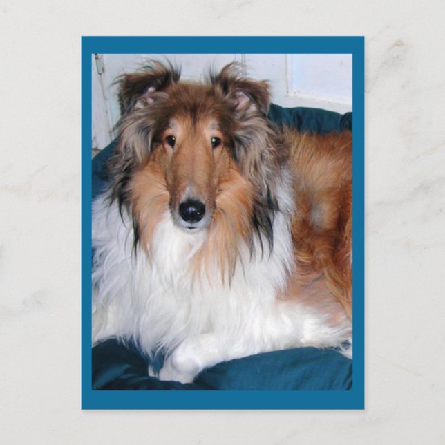 Cartão Postal Tennyson-A collie (Frente)