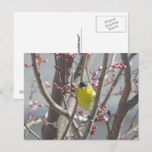 Cartão postal - Tentilhão amarelo na cerejeira