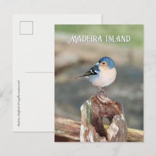 Cartão Postal Tentilhão azul da Madeira (Fringilla maderensis)