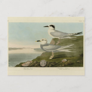 Cartão Postal Tern Audubon Birds da América de Havell e Trudeau