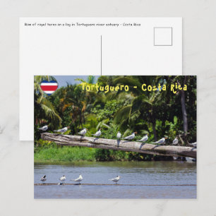 Cartão Postal Terns reais, estuário do rio Tortuguero - Costa R