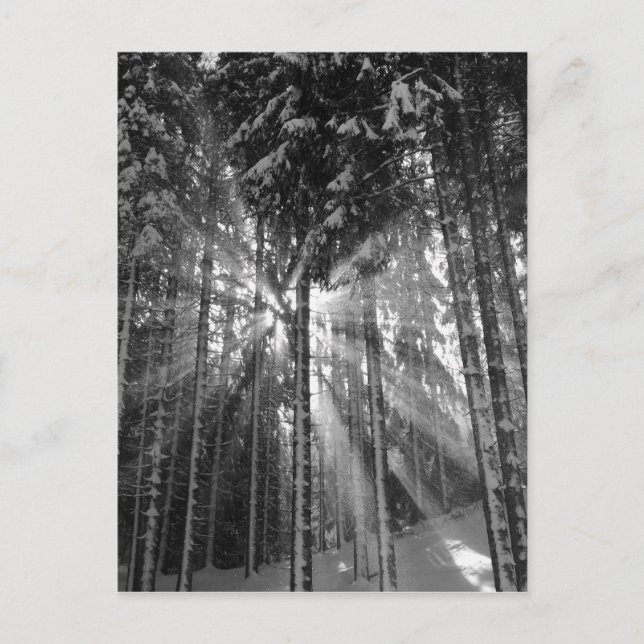 Cartão Postal Terra das Maravilhas Negra e Branca de inverno (Frente)