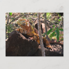 Cartão Postal Terra Iguana, Ilha do Seymour do Norte, Galápagos