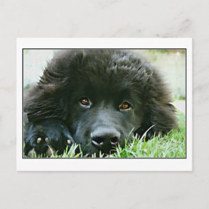 Cartão Postal Terra Nova