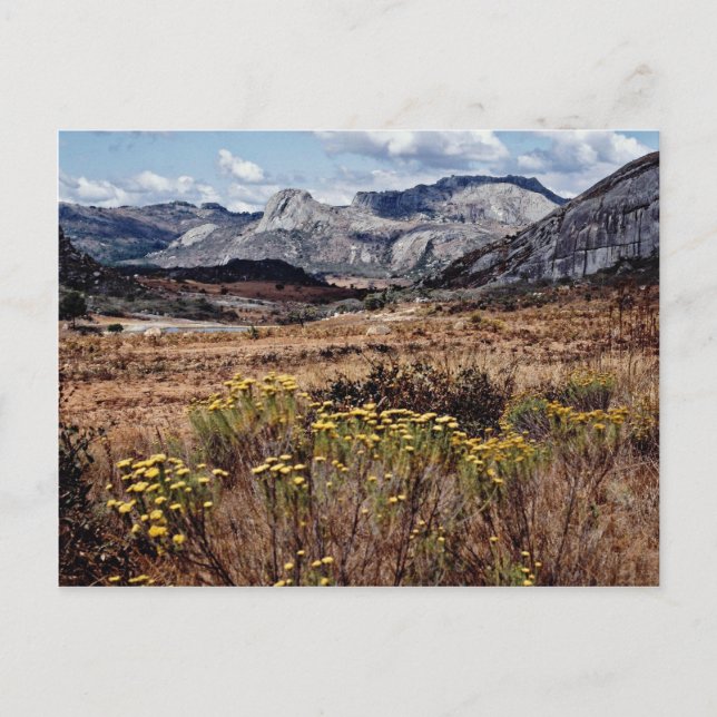 Cartão Postal Terras altas orientais, flores do Zimbábue (Frente)