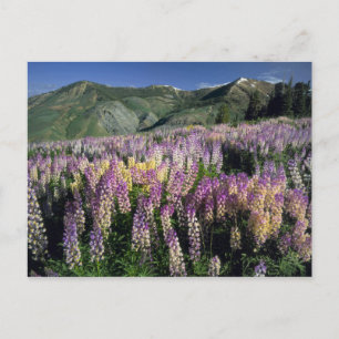 Cartão Postal TERRENO INCULTIVADO DE JARBIDGE, NEVADA. EUA. Lupi