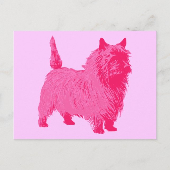 Cartão Postal Terrier Cairn Rosa (Frente)