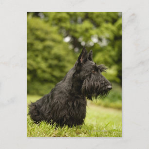 Cartão Postal Terrier escocês