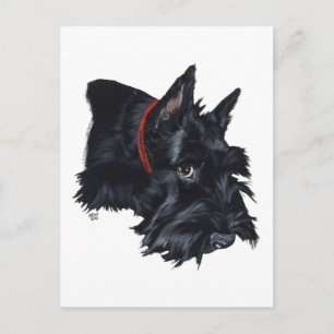 Cartão Postal Terrier Escocês Descansando