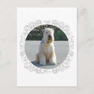 Cartão Postal Terrier Irlandês Wheaten