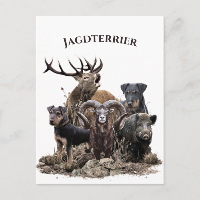 Cartão Postal Terriers de caça alemães (Frente)