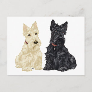 Cartão Postal Terriers Escoceses Trigos e Pretos